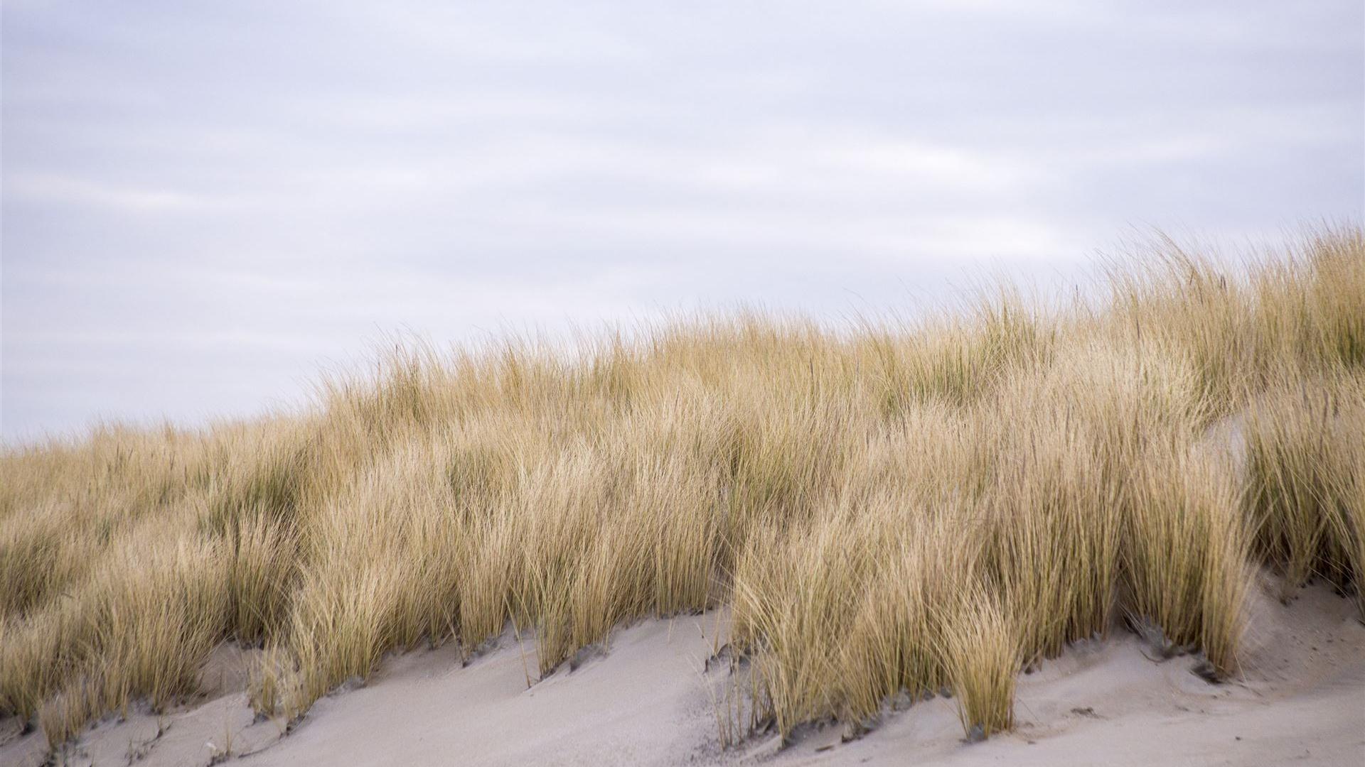 Grünes Gras Unter Bewölktem Himmel